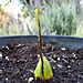 Sprouting Baby Avocado Tree